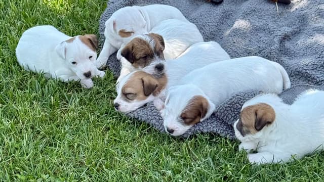Parson Russell Terrier Puppies media 27