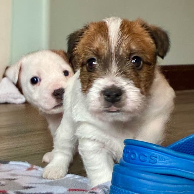 Parson Russell Terrier Puppies media 28