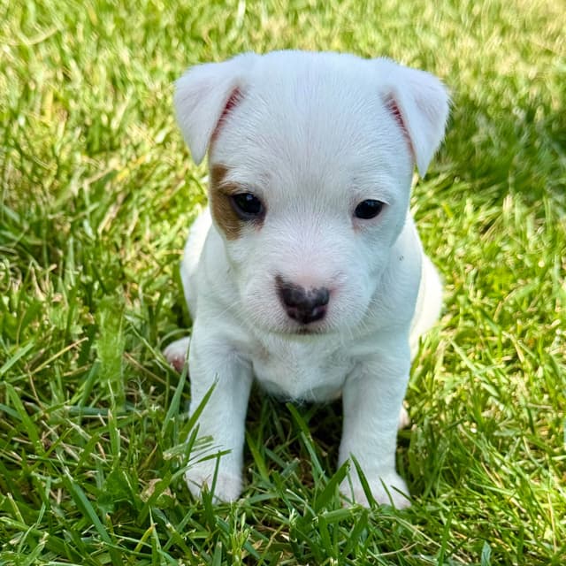 Parson Russell Terrier Puppies media 29