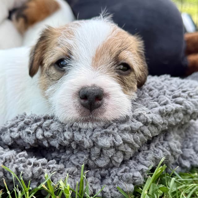 Parson Russell Terrier Puppies media 30
