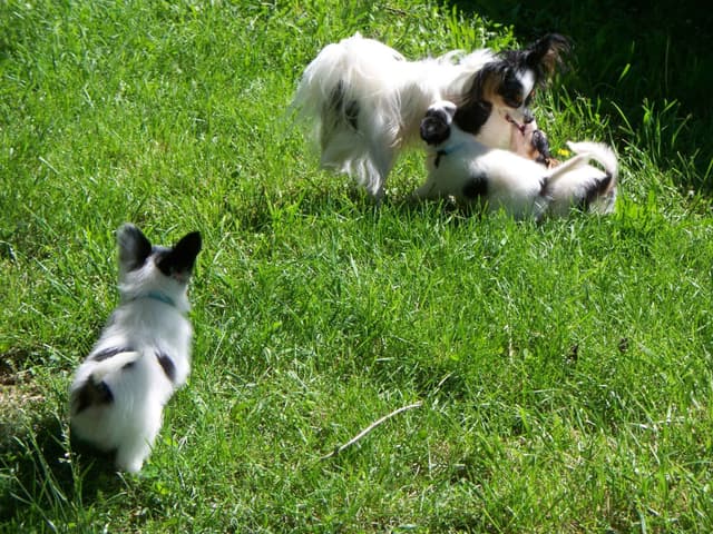 Papillon Puppies media 2
