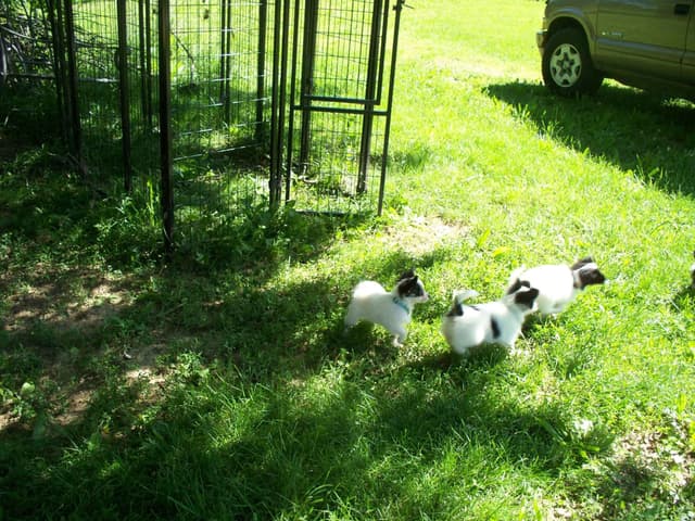 Papillon Puppies media 3