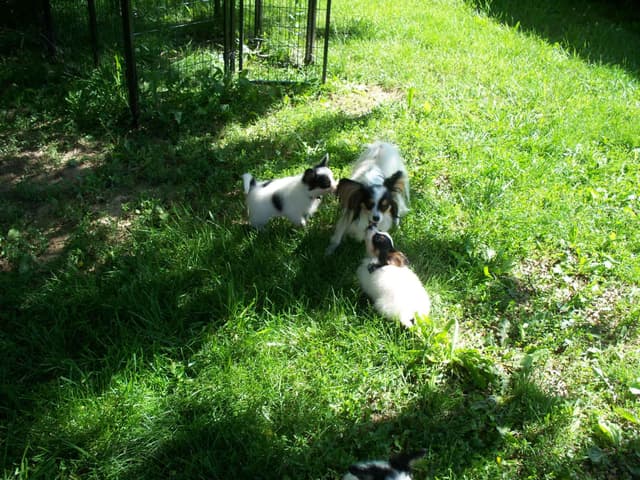 Papillon Puppies media 4