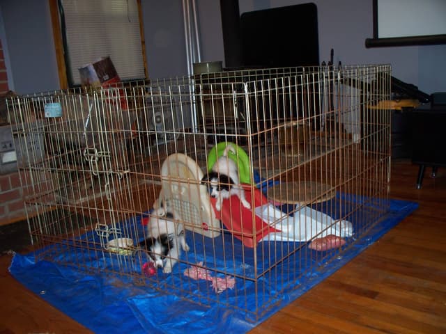 Papillon Puppies media 6