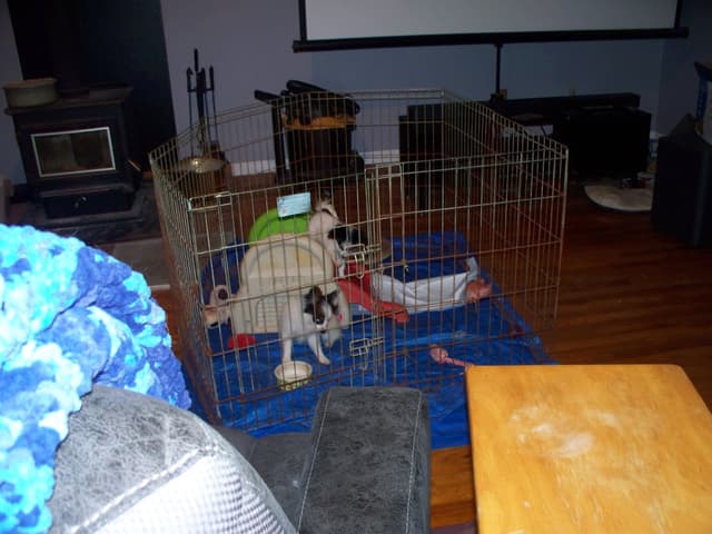 Papillon Puppies media 5