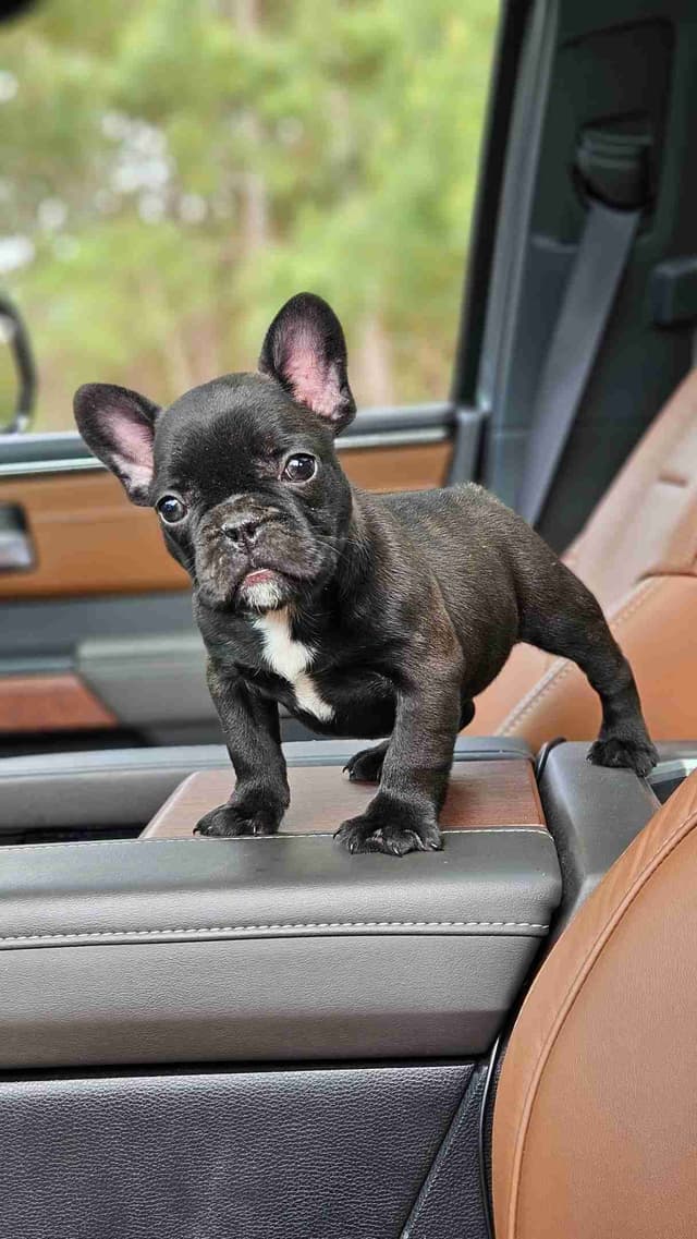 French Bulldog Puppies media 2