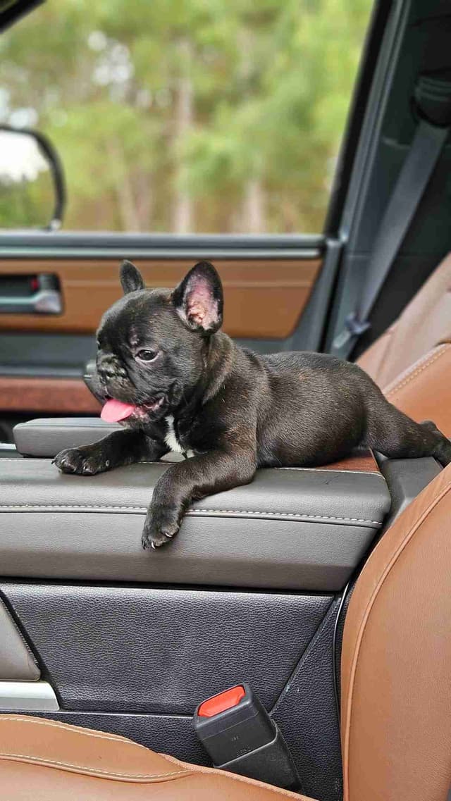 French Bulldog Puppies media 3