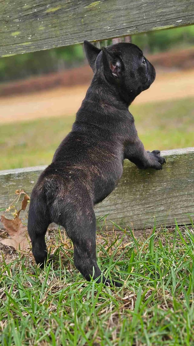 French Bulldog Puppies media 4