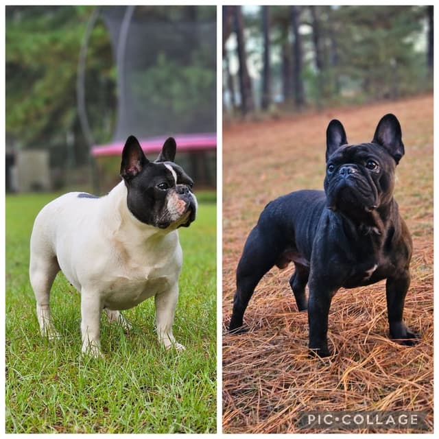 French Bulldog Puppies media 6