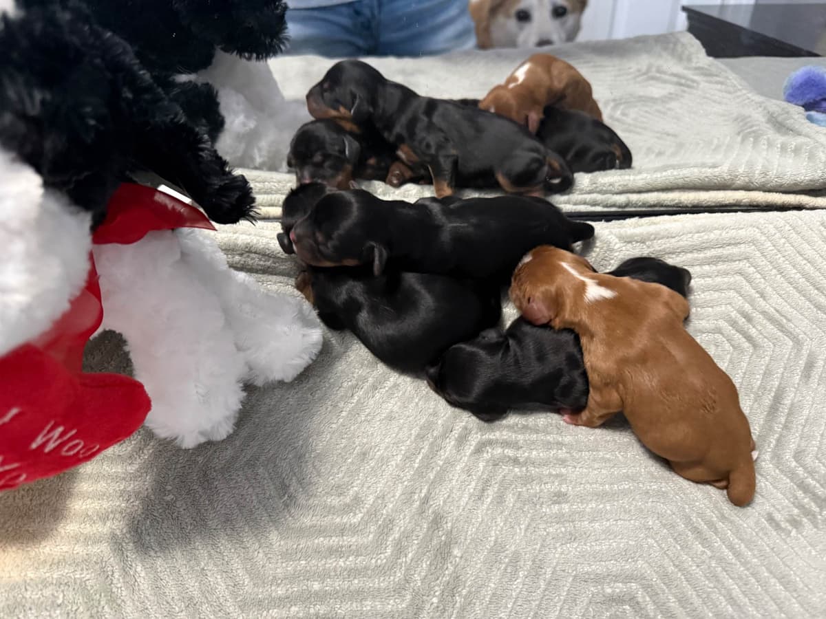 Cavalier King Charles Spaniel Puppies breeder image 1