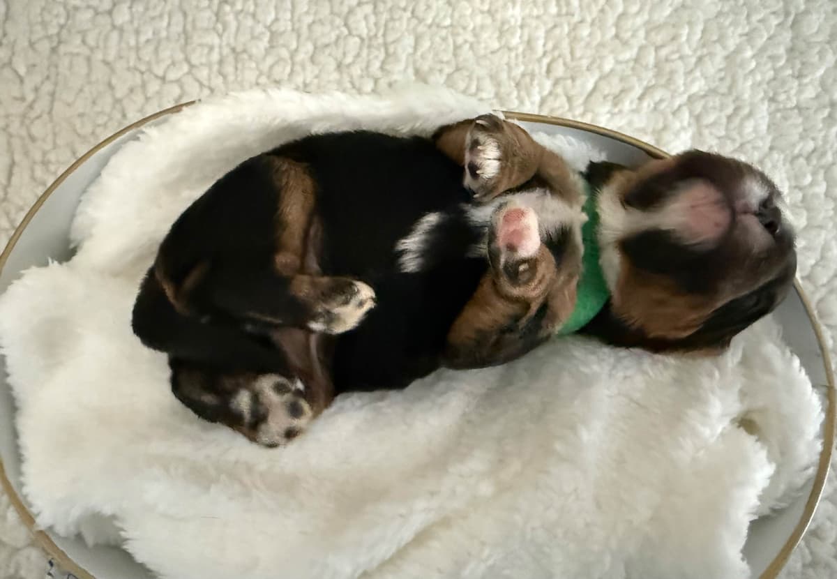 Cavalier King Charles Spaniel Puppies breeder image 3