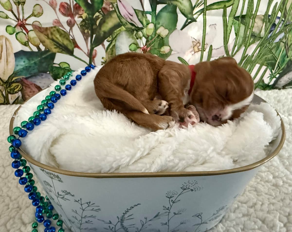 Cavalier King Charles Spaniel Puppies breeder image 4