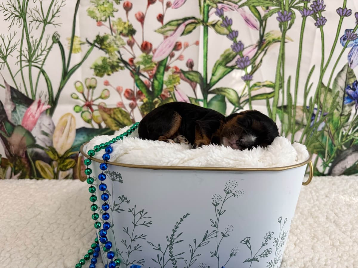 Cavalier King Charles Spaniel Puppies breeder image 5