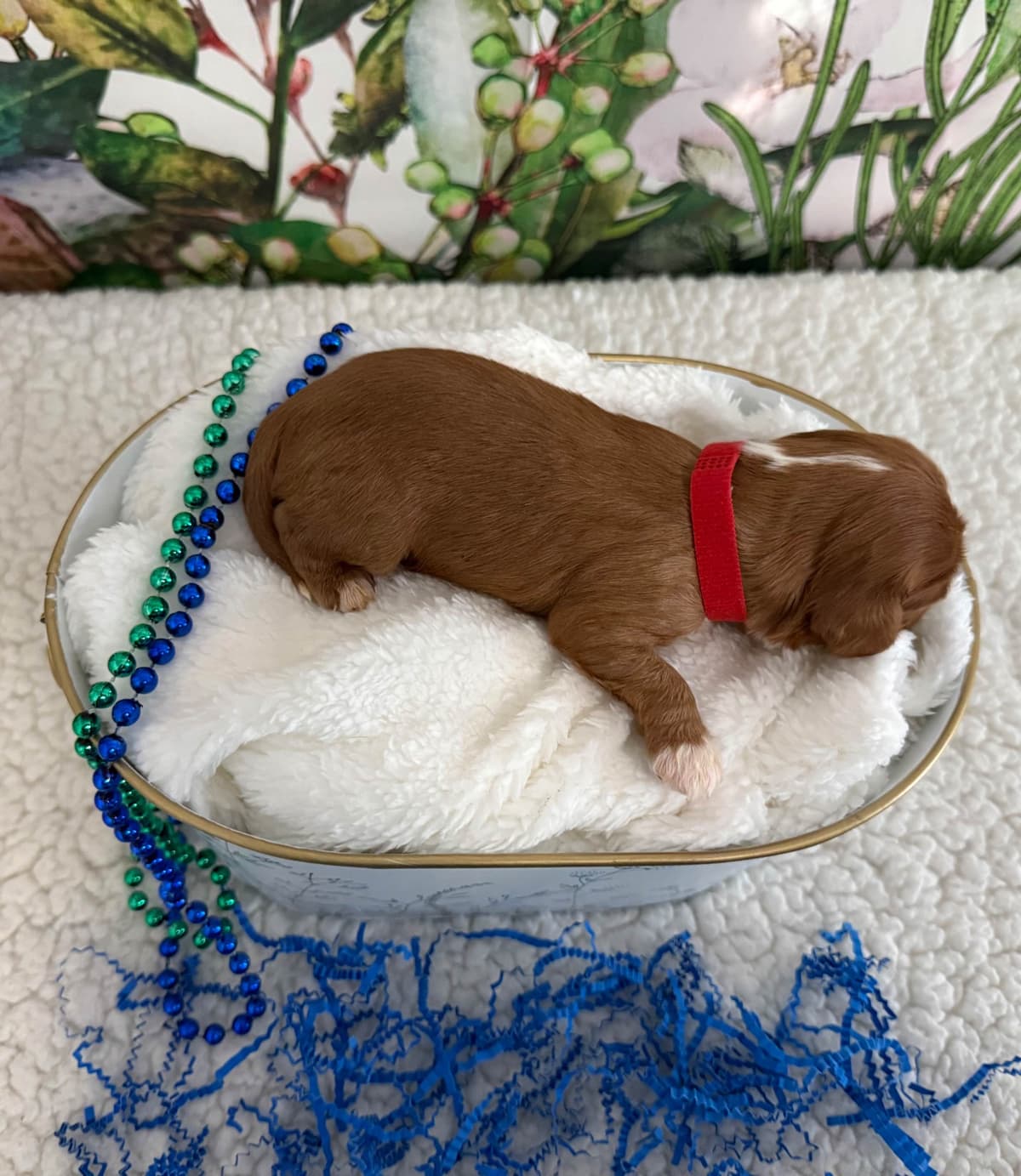 Cavalier King Charles Spaniel Puppies breeder image 6