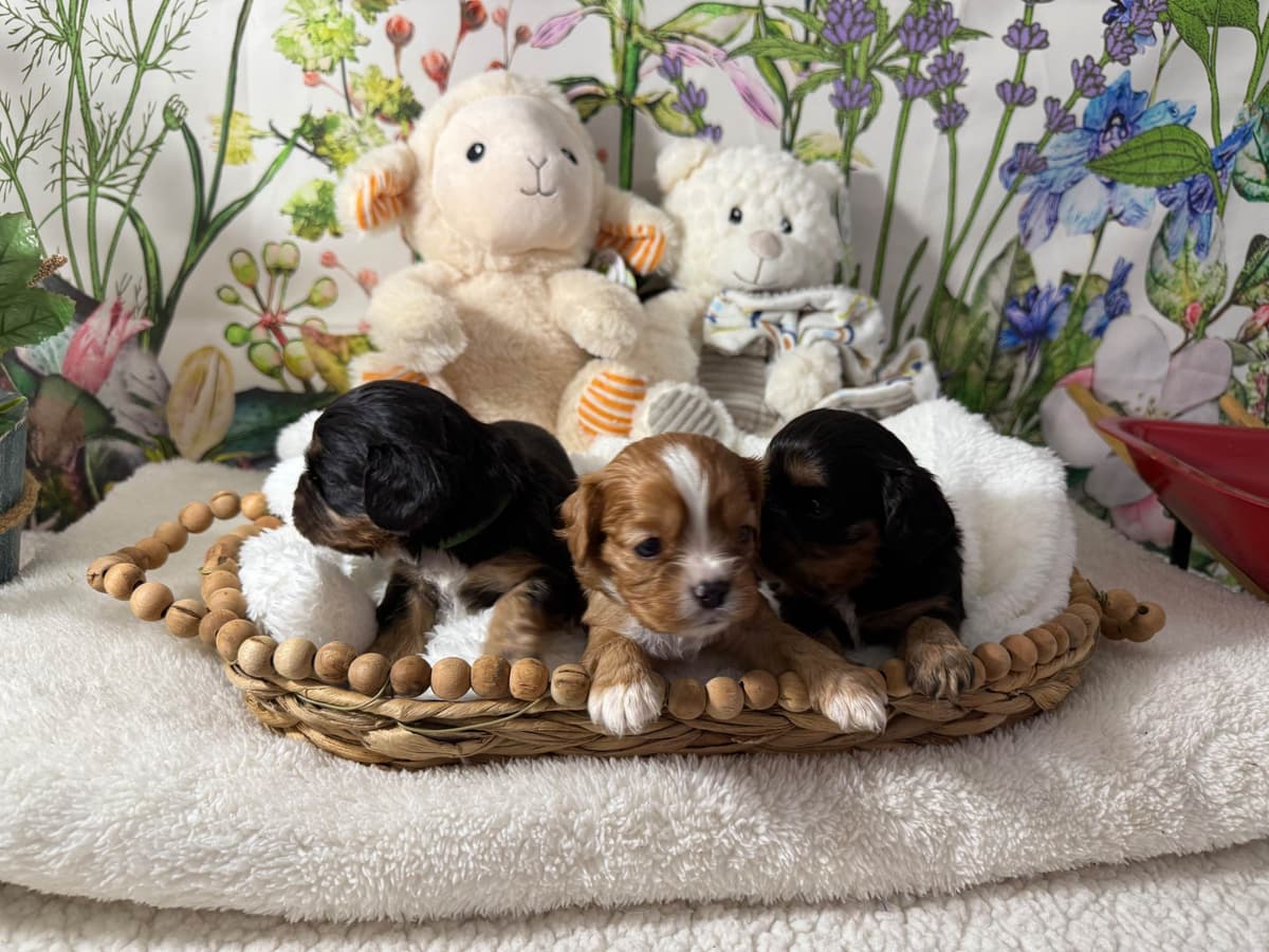 Cavalier King Charles Spaniel Puppies breeder image 8