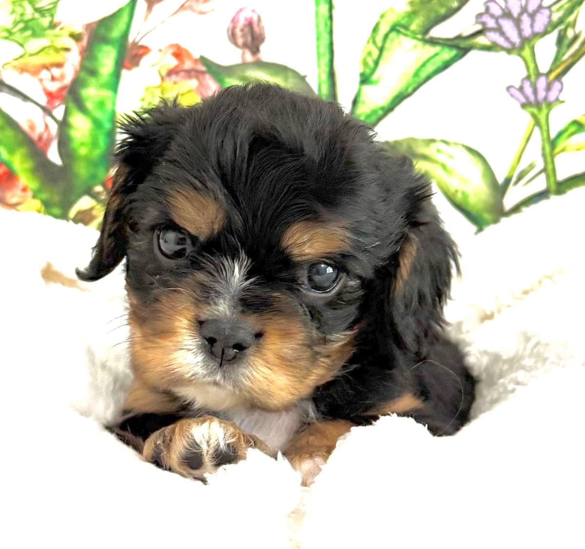 Cavalier King Charles Spaniel Puppies breeder image 9
