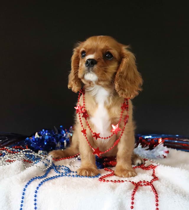 Cavalier King Charles Spaniel Puppies media 3