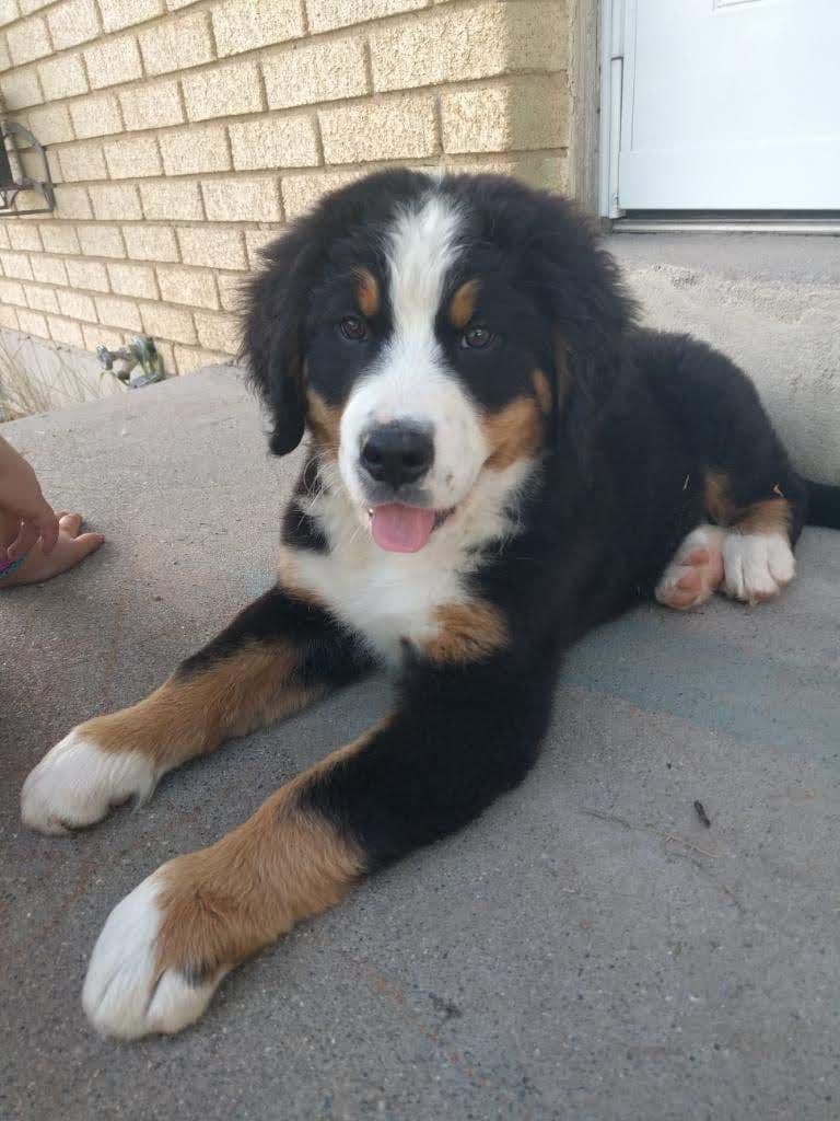 Bernese Mountain Dog Puppies breeder image 1