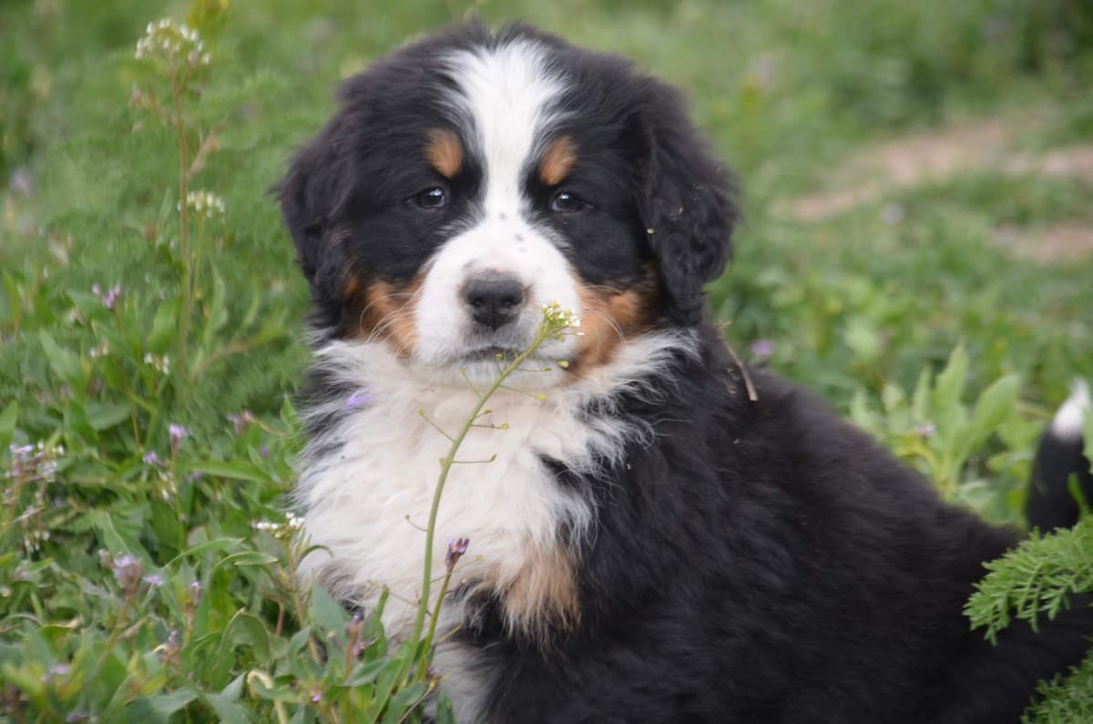Bernese Mountain Dog Puppies breeder image 10