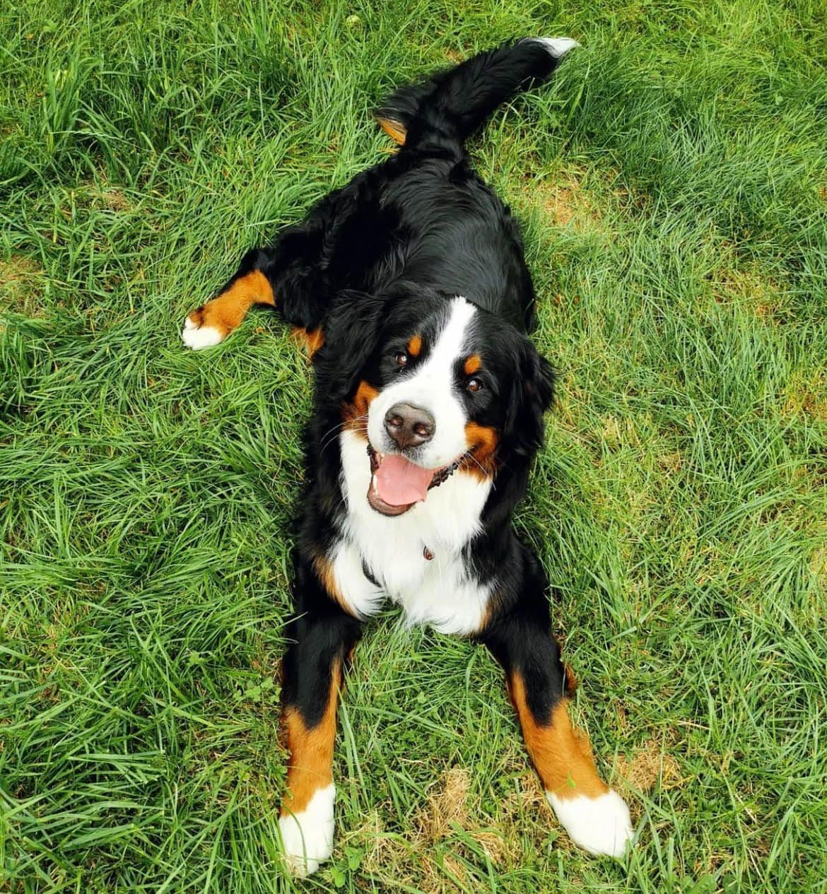 Bernese Mountain Dog Puppies breeder image 12