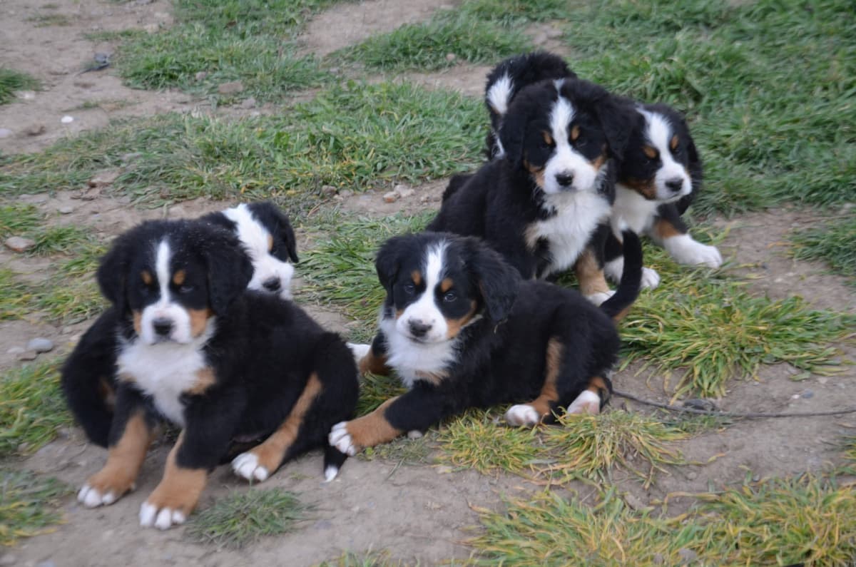 Bernese Mountain Dog Puppies breeder image 15