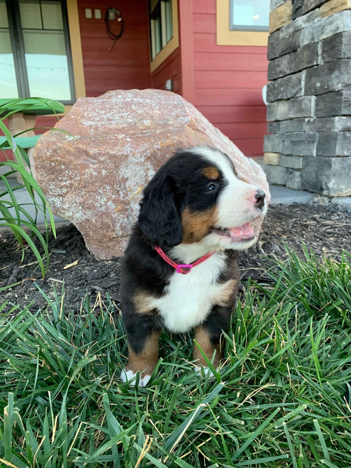 Bernese Mountain Dog Puppies breeder image 17