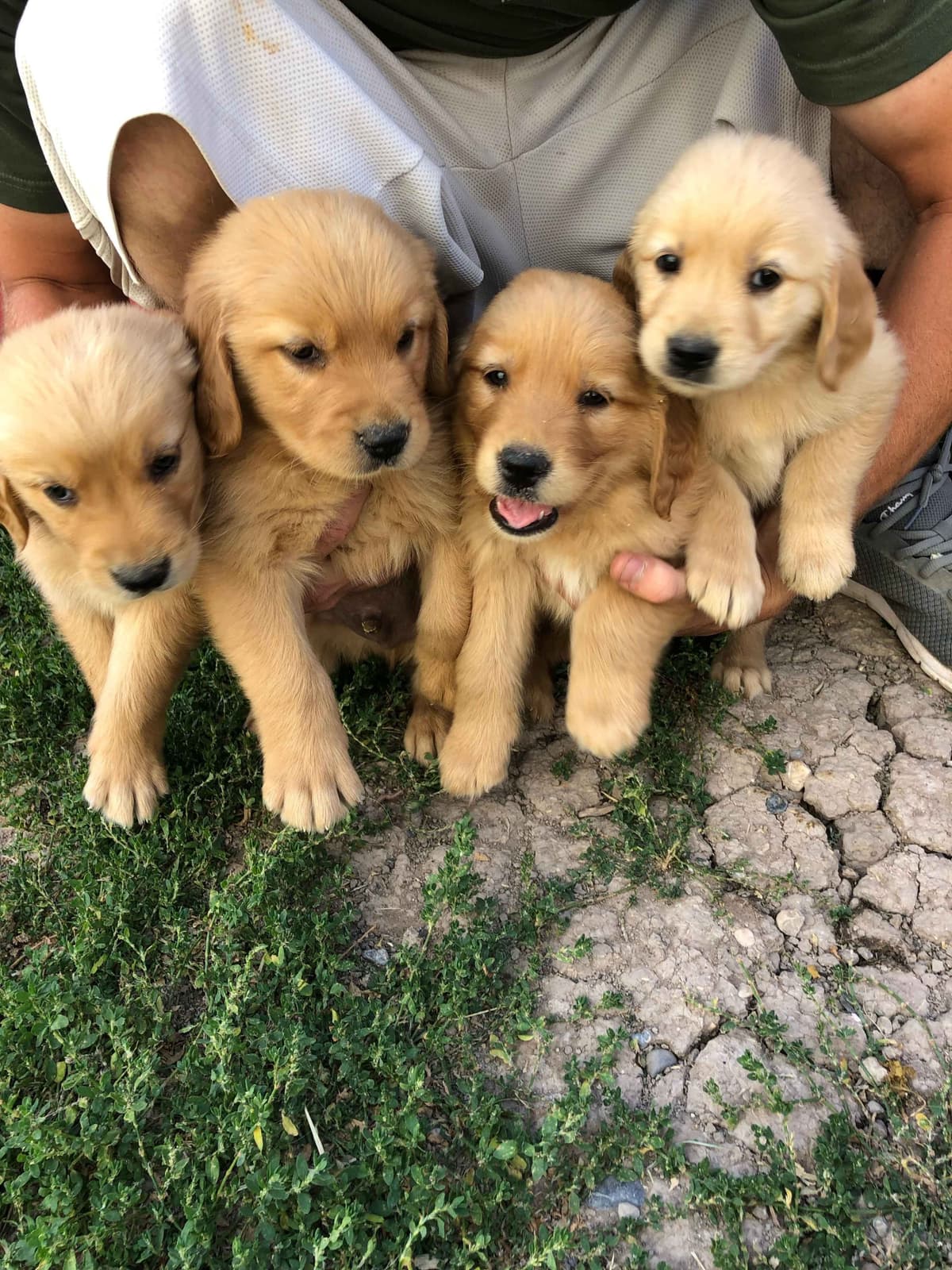 Bernese Mountain Dog Puppies breeder image 18