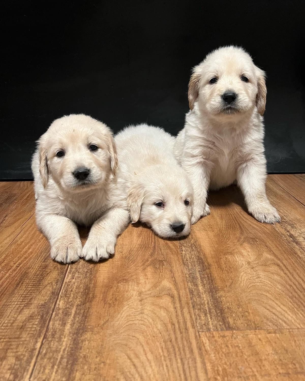 Bernese Mountain Dog Puppies breeder image 19