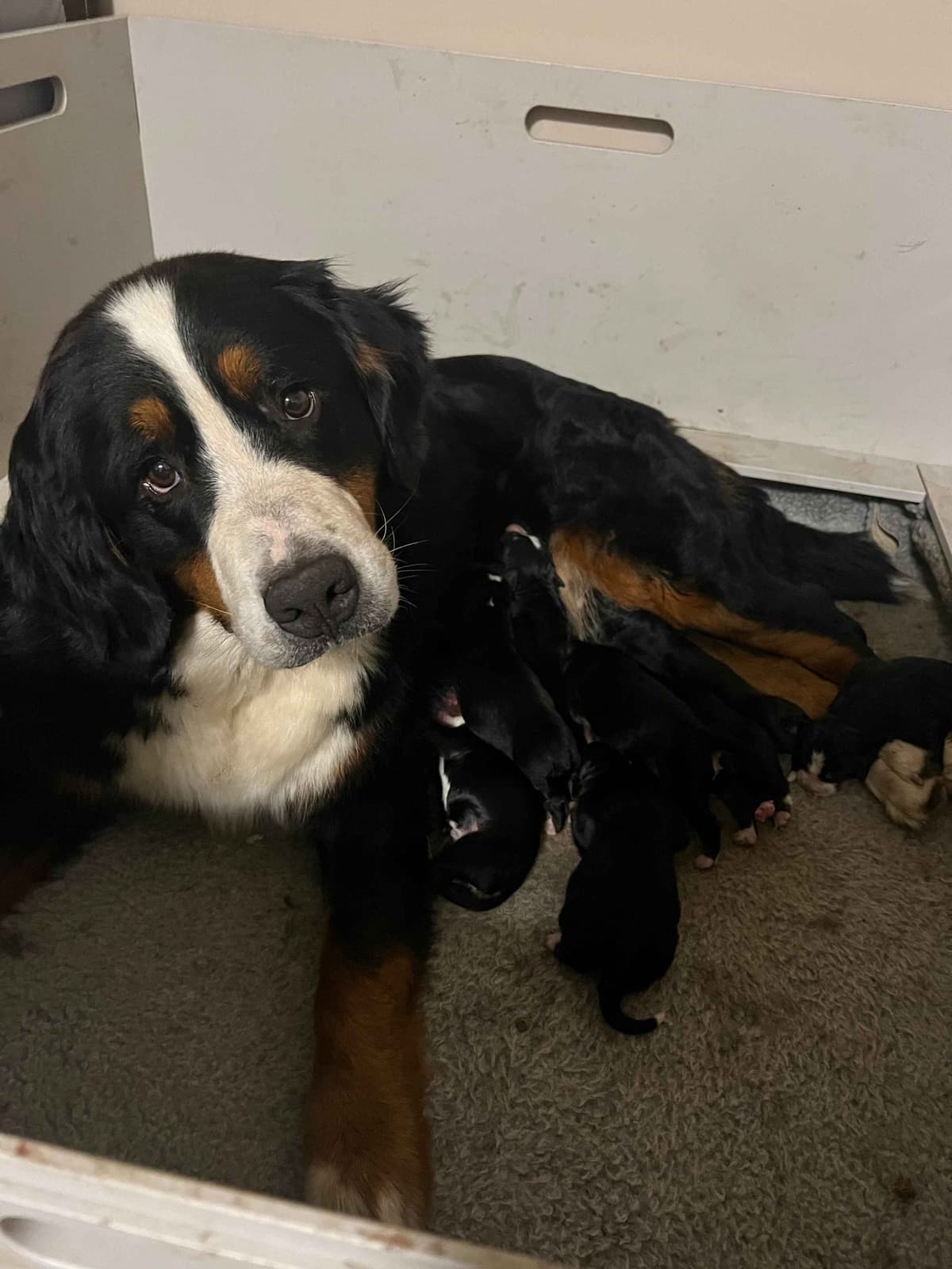 Bernese Mountain Dog Puppies breeder image 20