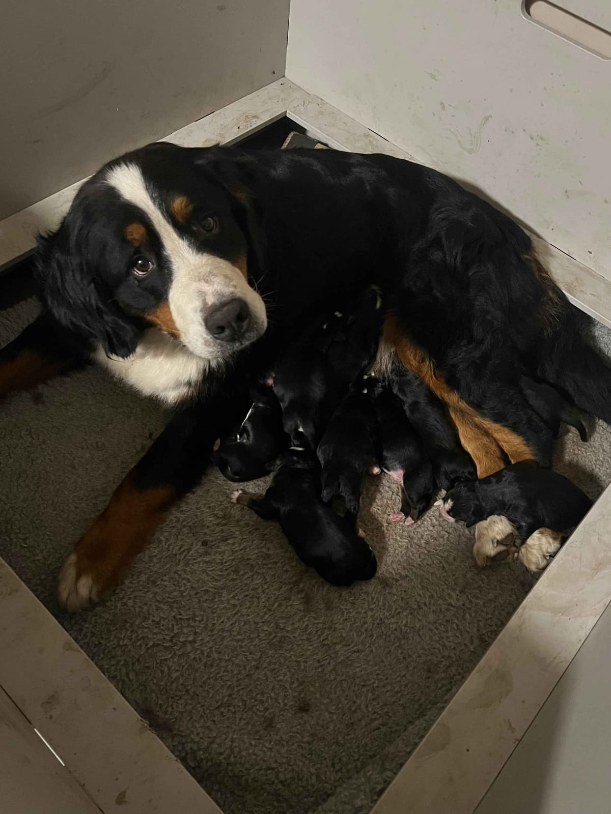 Bernese Mountain Dog Puppies breeder image 22