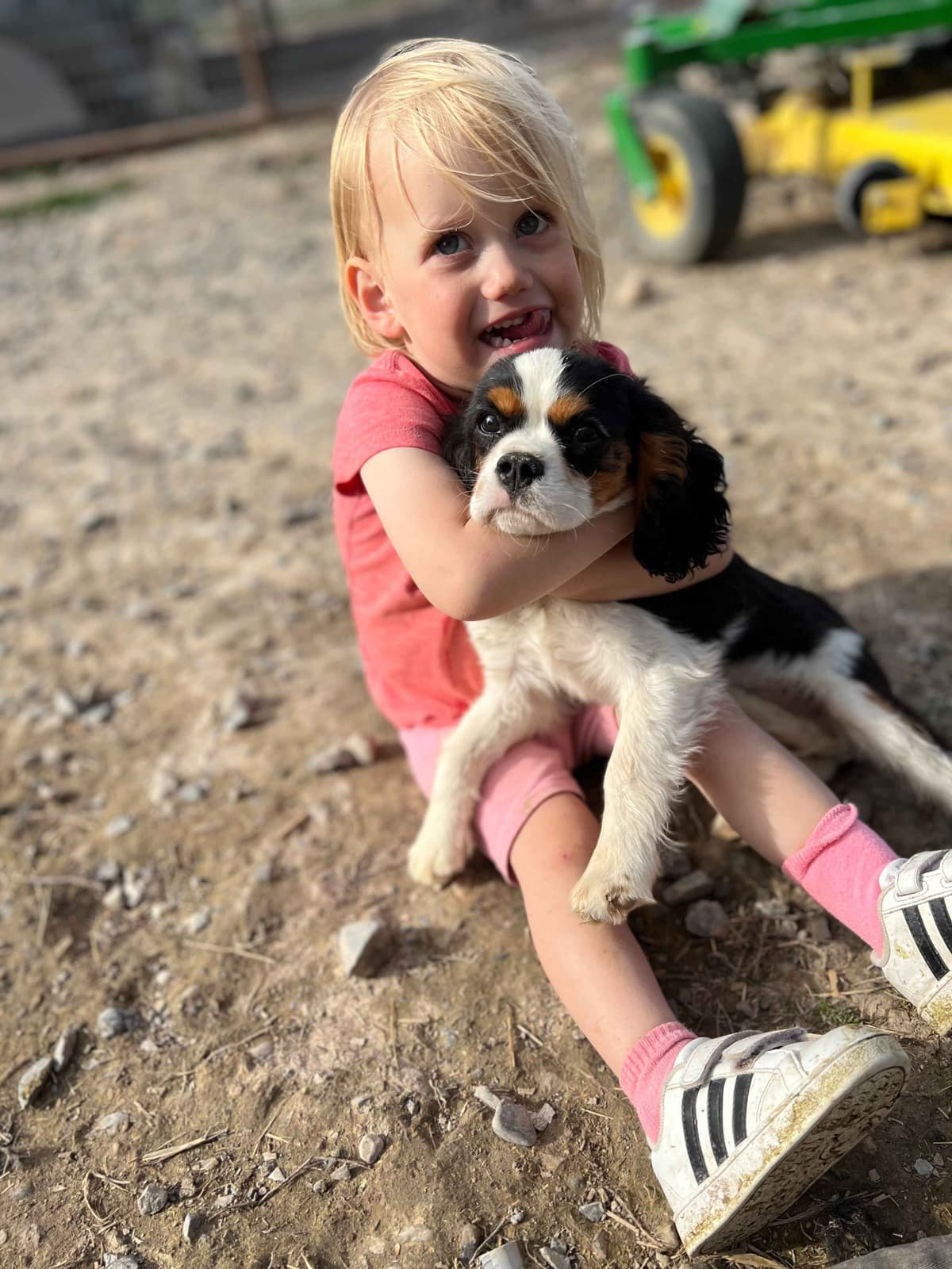 Bernese Mountain Dog Puppies breeder image 21