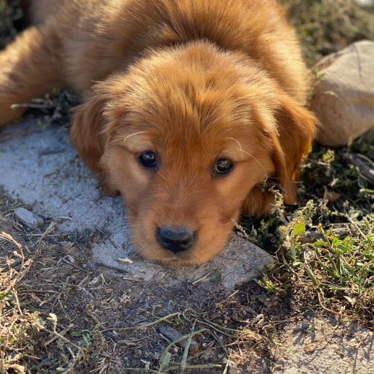 Bernese Mountain Dog Puppies breeder image 25