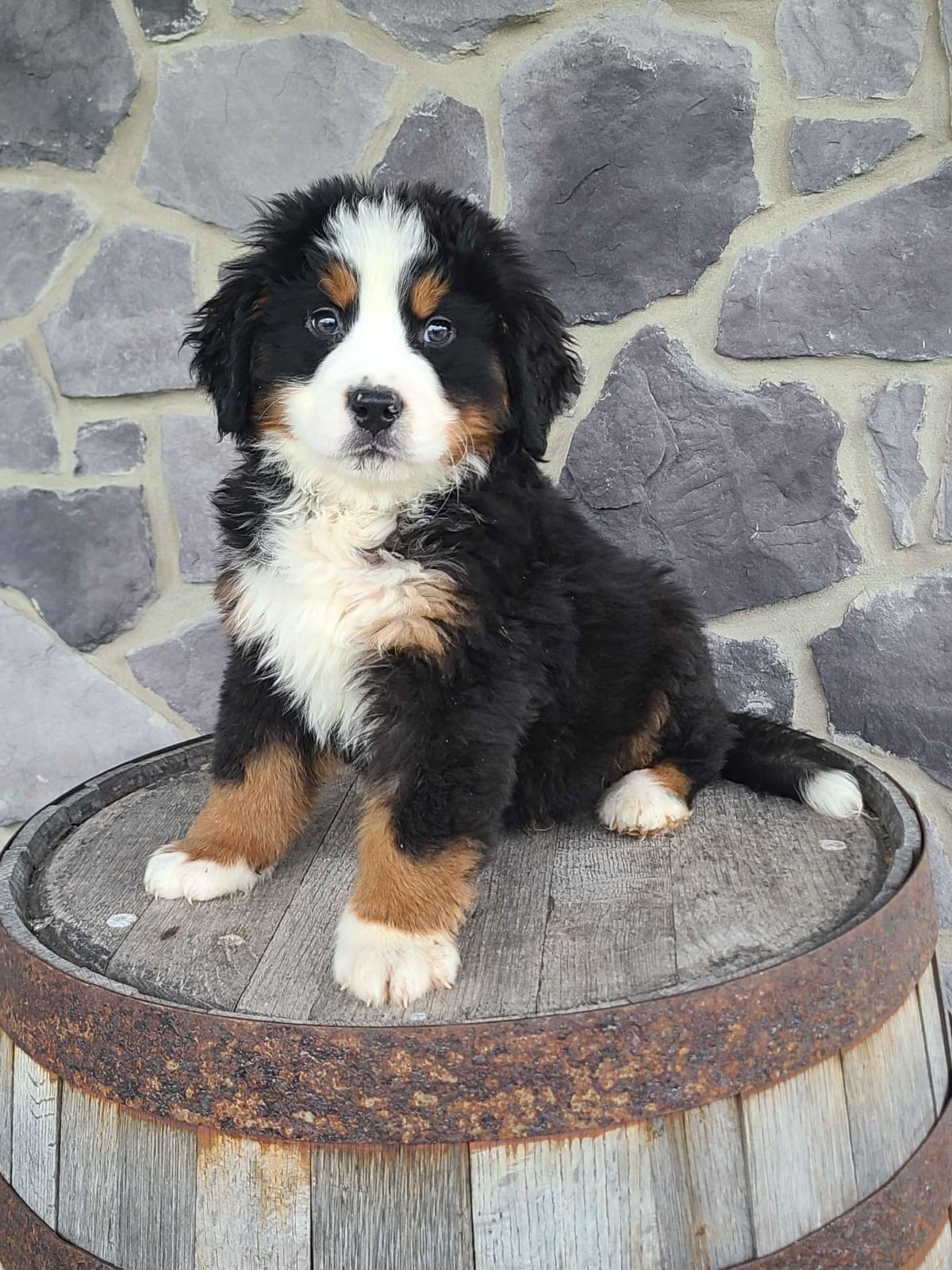 Bernese Mountain Dog Puppies breeder image 27