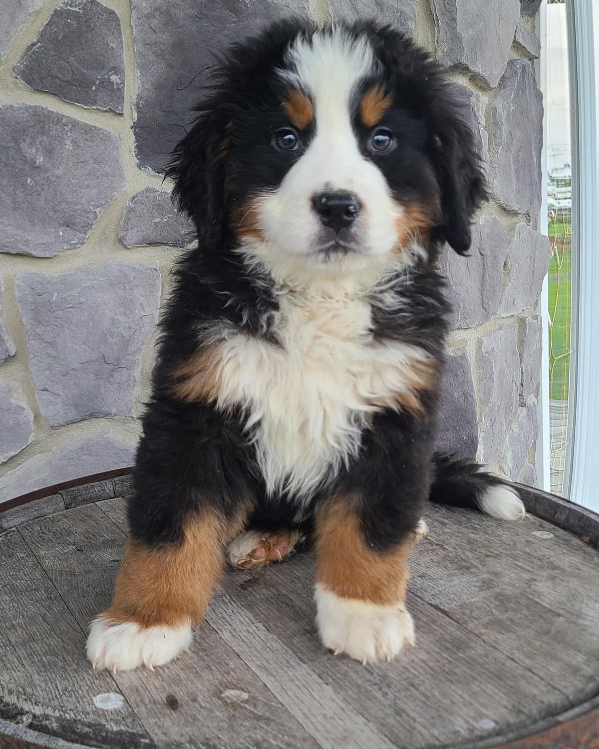 Bernese Mountain Dog Puppies breeder image 28