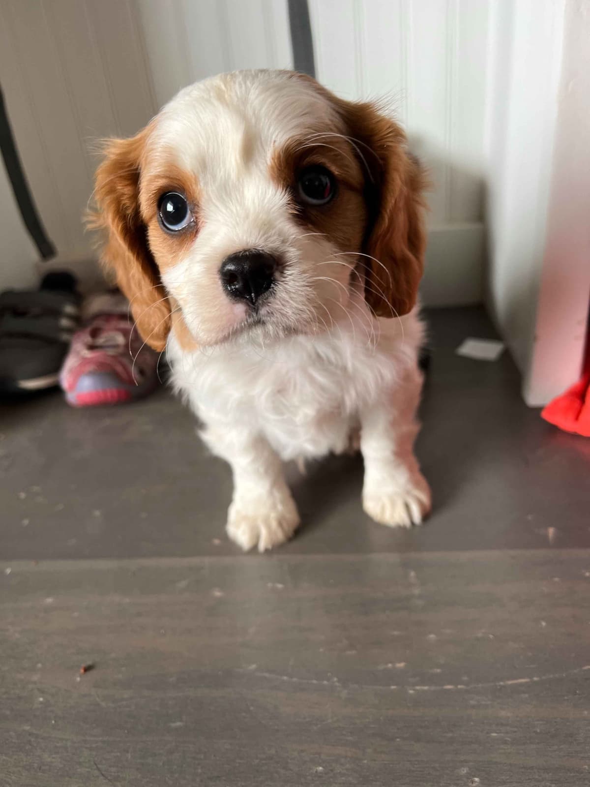 Bernese Mountain Dog Puppies breeder image 30