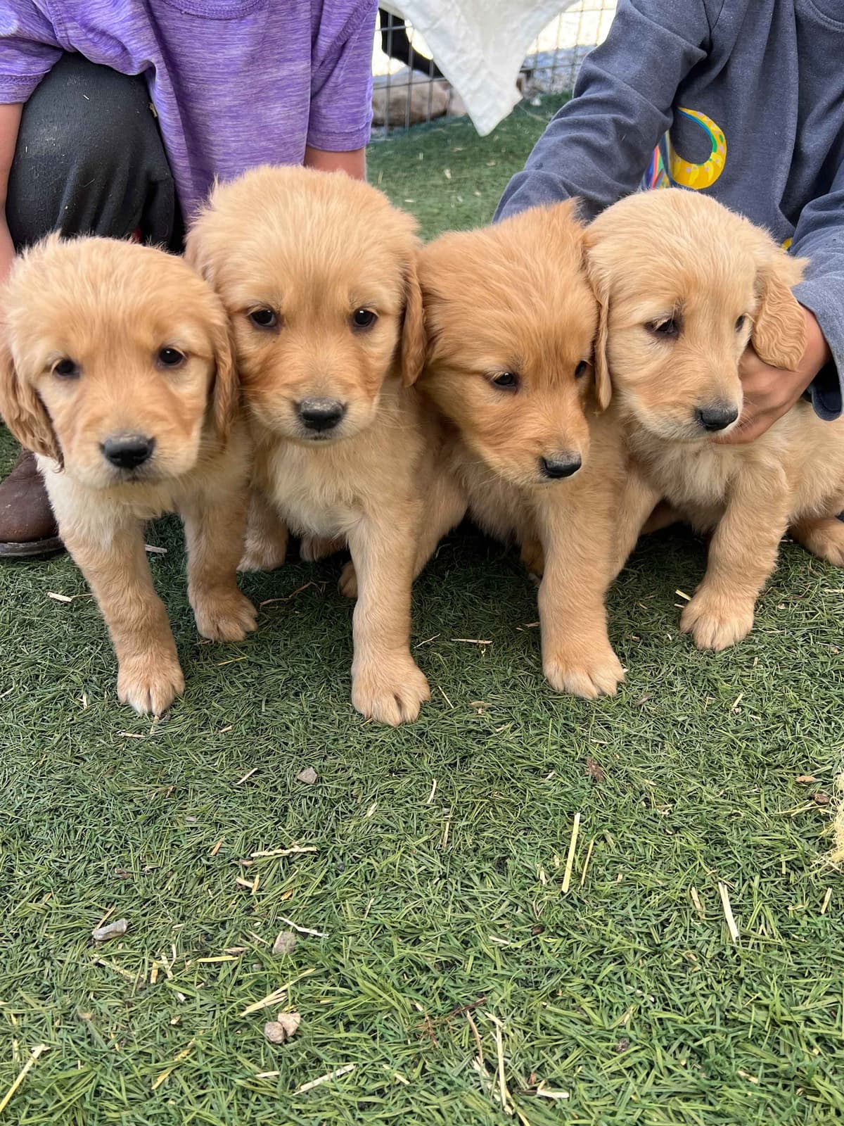 Bernese Mountain Dog Puppies breeder image 32