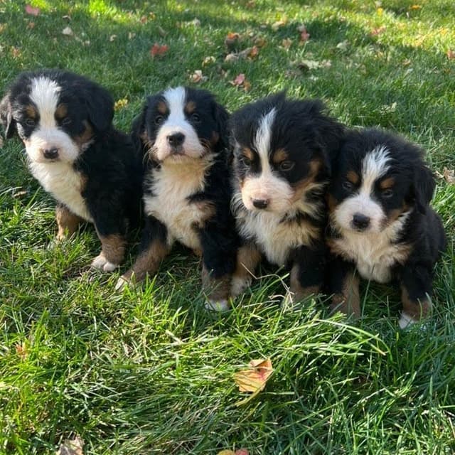 Bernese Mountain Dog Puppies media 3