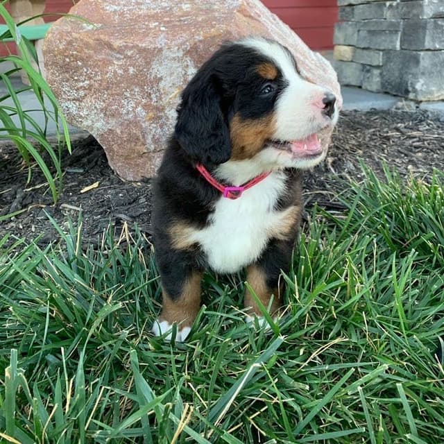 Bernese Mountain Dog Puppies media 2