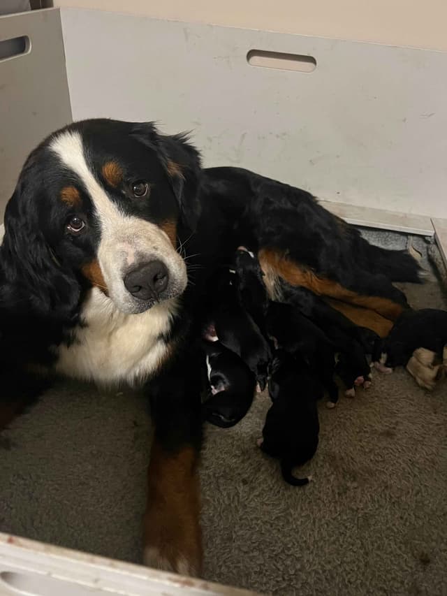 Bernese Mountain Dog Puppies media 5