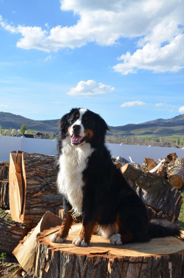 Bernese Mountain Dog Puppies media 7