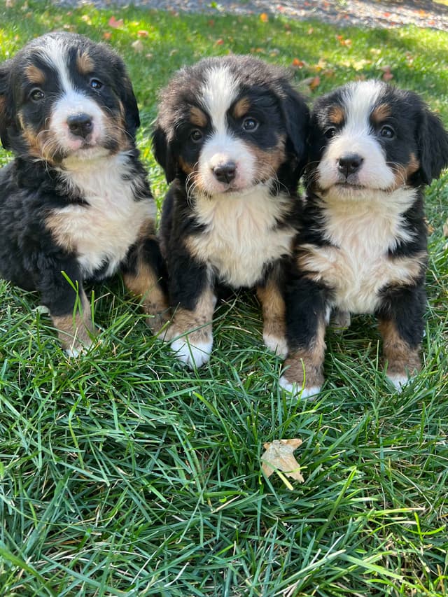 Bernese Mountain Dog Puppies media 8