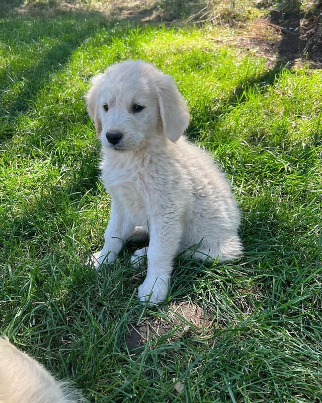 Golden Retriever Puppies media 2