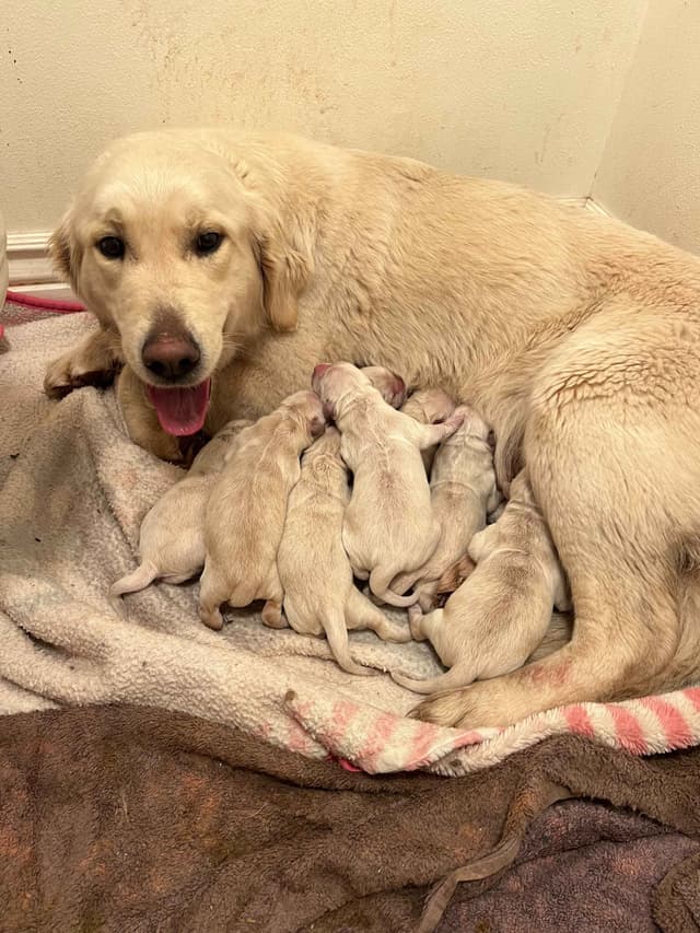 Golden Retriever Puppies media 3