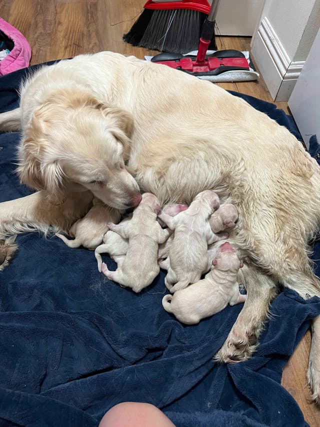 Golden Retriever Puppies media 4