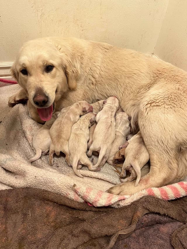 Golden Retriever Puppies media 6