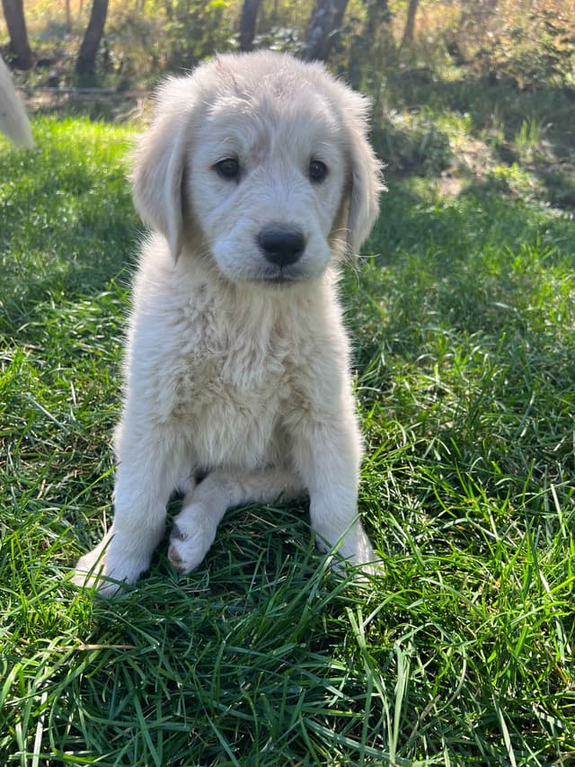 Golden Retriever Puppies media 5