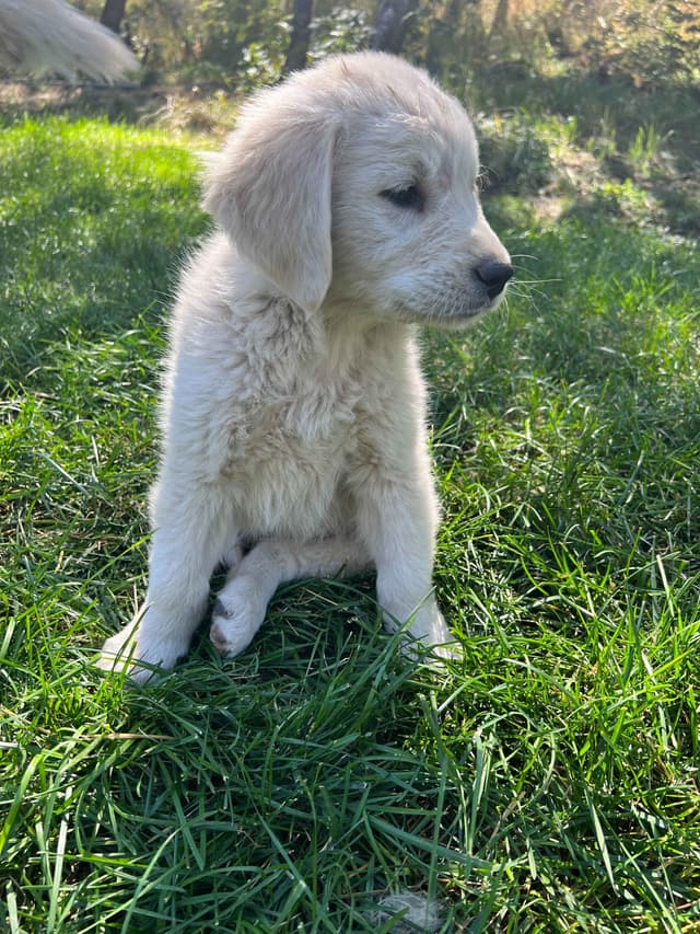 Golden Retriever Puppies media 7