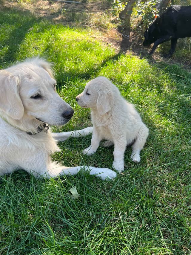 Golden Retriever Puppies media 8