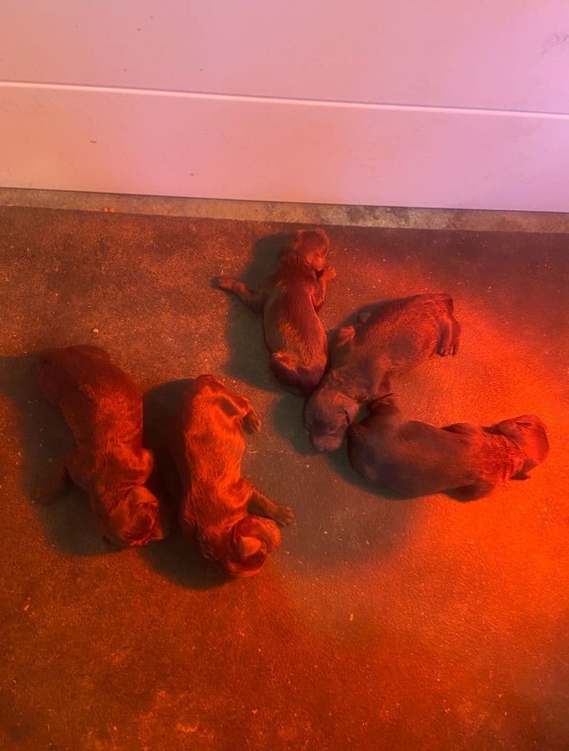 Boykin Spaniel Puppies breeder image 1