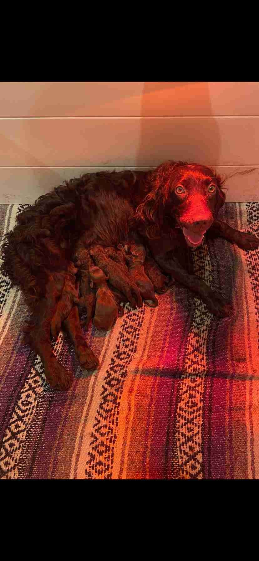 Boykin Spaniel Puppies breeder image 2